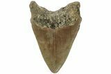 Fossil Megalodon Tooth - North Carolina #219466-1